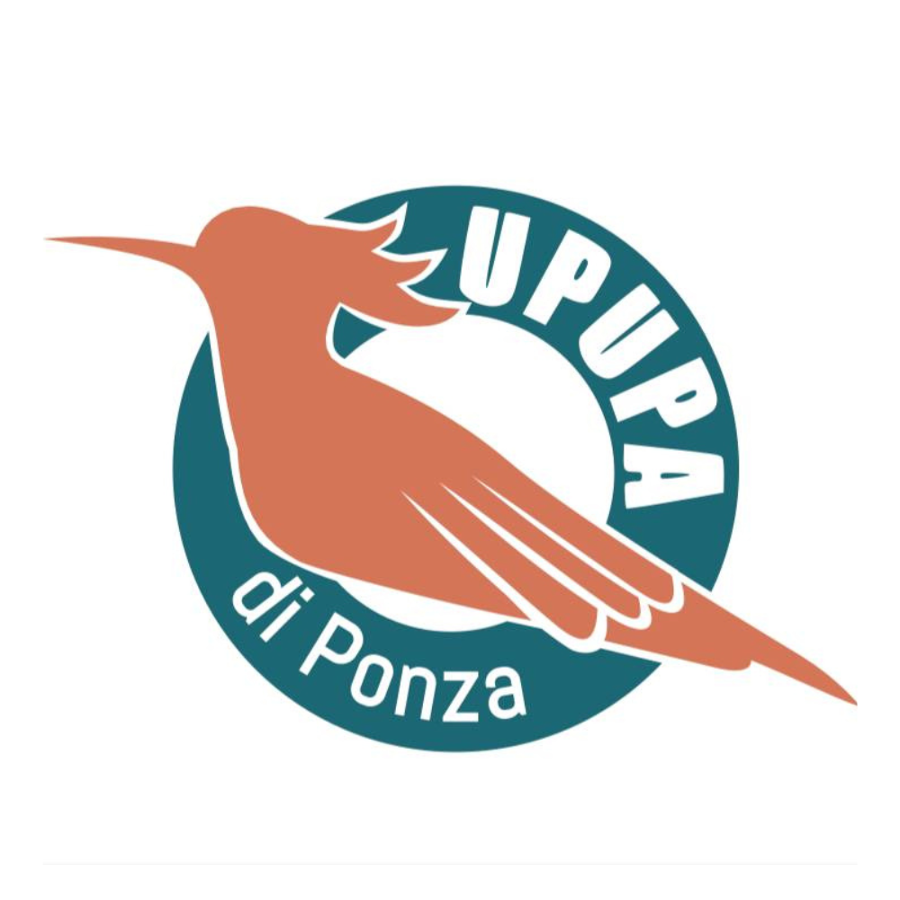 Upupa di Ponza